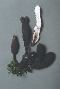 Xylaria polymorpha2 Mushroom
