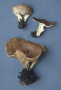 Paxina acetabulum3 Mushroom
