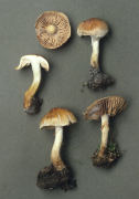 Hebeloma mesophaeum Mushroom