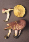 Tricholomopsis rutilans2 Mushroom