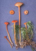 Hygrophorus turundus var sphagnophilus2 Mushroom