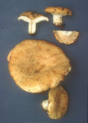 Lactarius alnicola var alnicola Mushroom