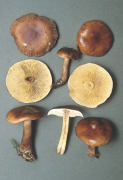 Tricholoma fulvum3 Mushroom