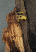 Calocera glossoides Mushroom
