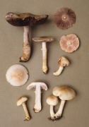 Agaricus comtulus6.jpg Mushroom