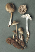Mycena galericulata2 Mushroom
