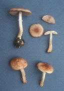 Agaricus diminutivus Mushroom