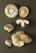Lactarius pubescens Mushroom