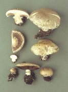 Agaricus bisporus Mushroom