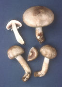 Agaricus praeclaresquamosus Mushroom