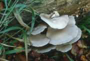 Pleurotus ostreatusF Mushroom