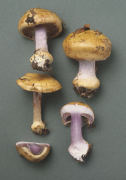 Cortinarius amoenolens Mushroom