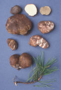 Rhizopogon rubescens Mushroom
