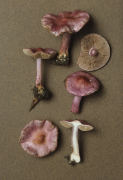 Inocybe geophylla var lilacina Mushroom