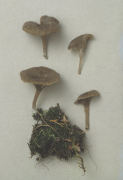 Omphalina griseophallida Mushroom