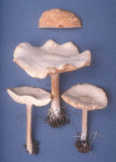 Melanoleuca cognata3 Mushroom