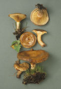 Paxillus involutus 2 Mushroom