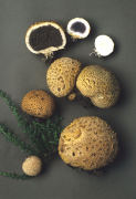 Scleroderma citrinum2 Mushroom
