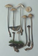 Marasmius alliaceus Mushroom