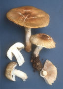 Agaricus augustus5 Mushroom