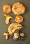 Lactarius deliciosus Mushroom