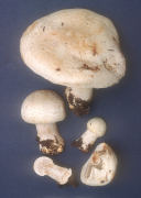 Agaricus leucotrichus Mushroom