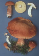Boletus edulis var aurantio ruber Mushroom