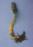 Cordyceps ophioglossoides Mushroom