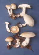 Leucopaxillus albissimus Mushroom