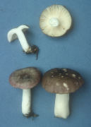 Russula fragilis2 Mushroom