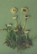 Rickinella swartzii2 Mushroom