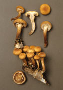 Galerina mutabilis2 Mushroom