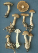 Agrocybe praecox2 Mushroom