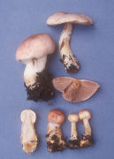 Agaricus porphyrizon Mushroom