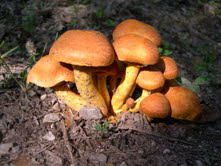 Gymnopilus juoniusFCheck