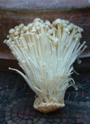 Flamulina v Enokitake 4.jpg Mushroom