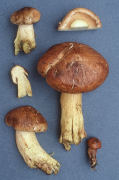 Tricholoma fulvum Mushroom