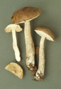 Leccinum scabrum5 Mushroom