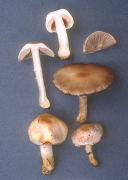 Agaricus micromegathus2 Mushroom