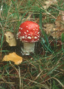 Amanita muscaria3 field Mushroom