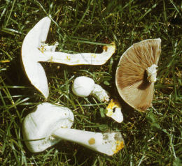 Agaricus xanthodermus6.jpg