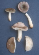 Russula fragilis Mushroom