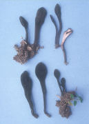 Trichoglossum octopartitum Mushroom