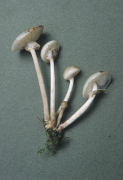 Oudemansiella mucida2 Mushroom