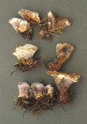Hydnellum caeruleum2 Mushroom