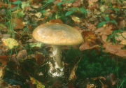 Amanita phalloides3 field Mushroom
