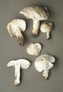Calocybe gambosa2 WAS Tricholoma gambosum Mushroom