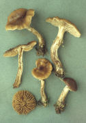 Agrocybe erebia Mushroom