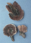 Thelephora terrestris2 Mushroom