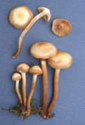 Pholiota mutabilis Mushroom
